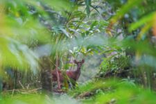 Growing pains accompanied by a growing love of the wild (Book Review)