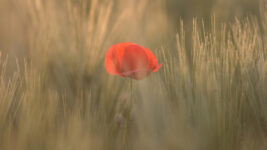a red poppy flower in a field of light brown grasses