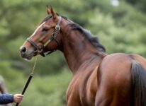 Equine Regulatory Law Covers All Legal Bases