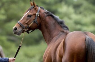 Equine Regulatory Law Covers All Legal Bases