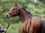 Equine Regulatory Law Covers All Legal Bases