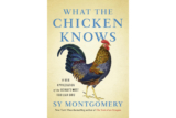 Sy Montgomery shares ‘What the Chicken Knows’ in new mini hardcover